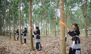 Cây cao su phát triển trên đất Lai Châu