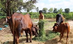 Tây Ninh hỗ trợ bò sinh sản cho hộ nghèo các xã biên giới đặc biệt khó khăn