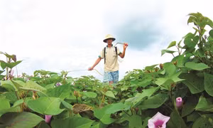 Kỹ thuật trồng khoai lang tím