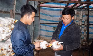 Gương thanh niên làm giàu từ ứng dụng công nghệ vào mô hình trồng nấm