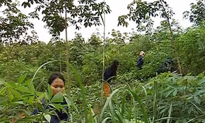 Tạo sinh kế gắn với định canh định cư