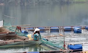 Chương trình 135 góp phần đưa Tuyên Quang thoát khỏi tình trạng kém phát triển
