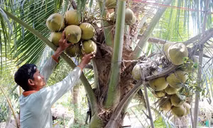 Nông thôn mới ở... thành phố