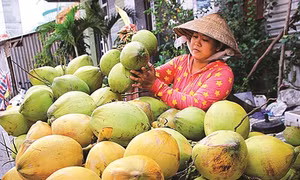 Cà Mau khôi phục và phát triển cây dừa
