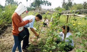Hiệu quả mô hình ủ phân hữu cơ bằng bèo lục bình