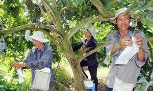 Chuyện về “biệt đội” bao trái xoài
