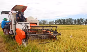 Thủ tướng Chính phủ chỉ đạo đẩy mạnh thu mua, tiêu thụ lúa gạo
