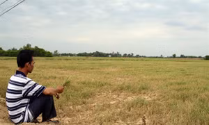 Đau xót trên những cánh đồng
