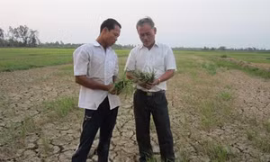 Đồng bằng sông Cửu Long thiệt hại nặng do xâm nhập mặn