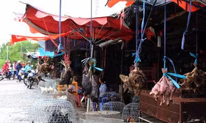 Tiềm ẩn nguy cơ dịch bệnh ở chợ chim trời lớn nhất miền Tây