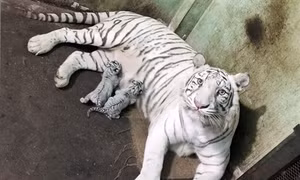 Chỉ thị của Thủ tướng Chính phủ về phòng ngừa, đấu tranh với hành vi xâm hại các loài động vật hoang dã trái pháp luật