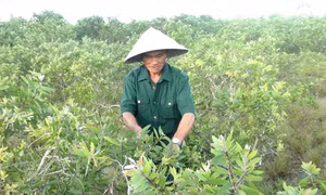 Nhân Ngày Thương binh liệt sỹ 27/7: Người thương binh chinh phục vùng cát bạc màu