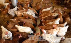 Nhiều trang trại chăn nuôi ở Pháp phải tạm ngừng hoạt động vì cúm gia cầm