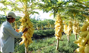 Đa dạng trái cây “độc” ngày tết