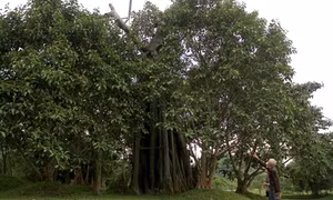 Câu chuyện về duy trì sự sống cho Cây đa Tân Trào lịch sử