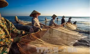 Kéo rùng - nghề truyền thống độc đáo của ngư dân xứ Thanh