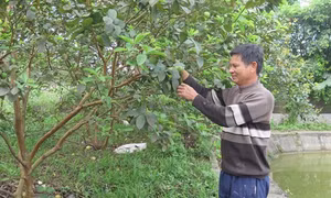 Anh Trần Văn Kiên làm giàu từ mô hình phát triển kinh tế vườn, ao chuồng