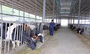 Anh Nguyễn Hữu Tuấn làm giàu từ mô hình nuôi bò sữa trang trại