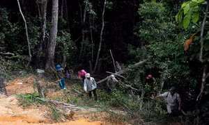 Ban Quản lý rừng phòng hộ Vân Canh làm tốt công tác quản lý, bảo vệ và phát triển rừng
