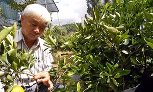 Hút hàng cam đỏ Hiệp An