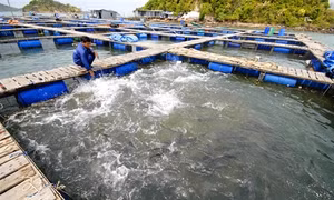 Phát triển bền vững nghề nuôi thủy sản lồng bè trên đầm, vịnh biển