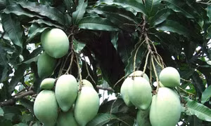 Trồng cây ăn trái trên đất cằn cho thu nhập cao