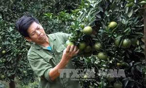 Cho những mùa quả vàng!