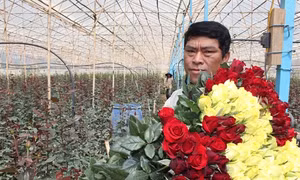Làm giàu nhờ trồng hoa công nghệ cao