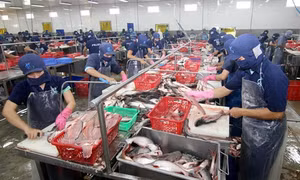 Thượng viện Mỹ thông qua nghị quyết hủy bỏ Chương trình Giám sát cá da trơn tạo thuận lợi cho Việt Nam
