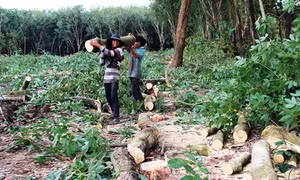 Cảnh báo tình trạng chặt bỏ cây cao su ởTây Ninh