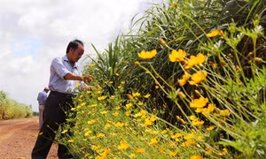 Mô hình "Bờ hoa, ruộng mía" cho hiệu quả cao ở nông trường Thành Long