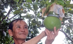 Hậu Giang: Nhà vườn Châu Thành chuẩn bị mùa bưởi tết