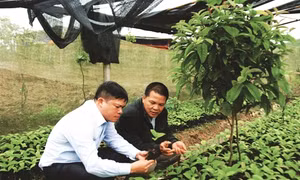 A Trắng làm giàu từ cây dược liệu