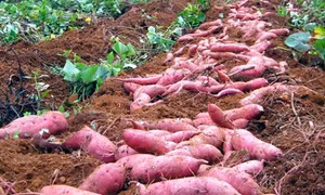 Nông dân trồng khoai lang điêu đứng vì bệnh chết dây