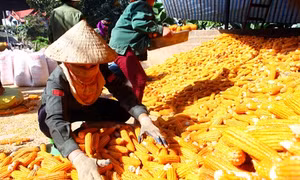 Người trồng ngô lo lắng vì giá cả bấp bênh
