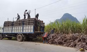 Cao Bằng: Nông dân trồng mía phấn khởi vì được mùa, trúng giá