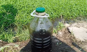 Bắt quả tang dùng nhớt thải để kích thích tăng trưởng rau muống