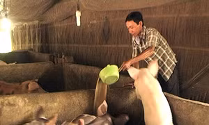 Nhiều hộ Khmer ở Hậu Giang vượt khó, thoát nghèo bền vững