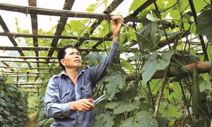 Bắc Sơn phát triển kinh tế gia đình