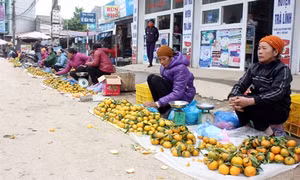 Nhiều hộ dân ở xã Quang Hán (Cao Bằng) thoát nghèo từ trồng quýt