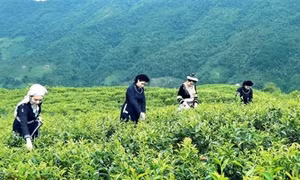 Về miền đất ngọt, lắng tình