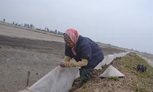 Lo lúa, mạ chết khi rét đậm kéo dài