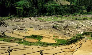 Ruộng bậc thang của đồng bào H’re Sơn Tây ở Quảng Ngãi