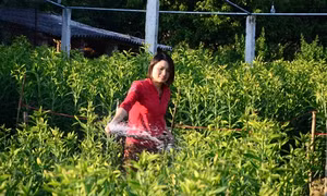 Làng hoa Thanh Hưng vào Tết