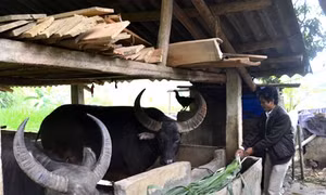 Thu nhập trên 1 tỷ đồng mỗi năm từ trồng trọt và chăn nuôi