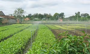 Tưới tiết kiệm, mô hình sản xuất nông nghiệp bền vững ở Đồng Nai