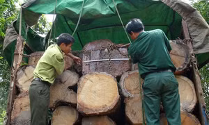 Phát hiện vụ vận chuyển gỗ lậu lớn ở Gia Lai