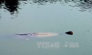 Xác Rùa Hồ Gươm sẽ được đưa vào Bảo tàng