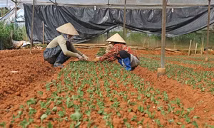 Lâm Đồng chuẩn bị đủ hoa cho Tết Nguyên đán 2017 