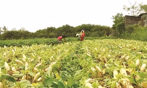 Kỹ thuật trồng củ cải